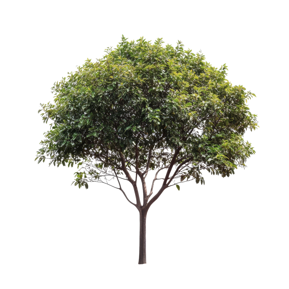 Beautiful green tree with lush foliage isolated on a transparent background for design or artistic purposes, Tree isolated on transparent background png