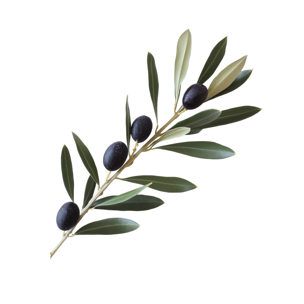 A black olive branch elegantly arranged on a transparent background with green leaves and ripe olives, Black Olive Branch on transparent background png