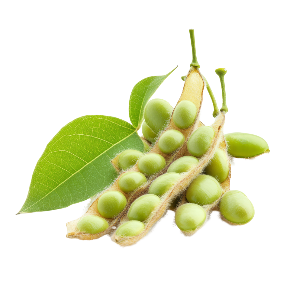 Isolated soybean pods with fresh green leaves displayed from a different angle, Different angle of individual soybean isolated png