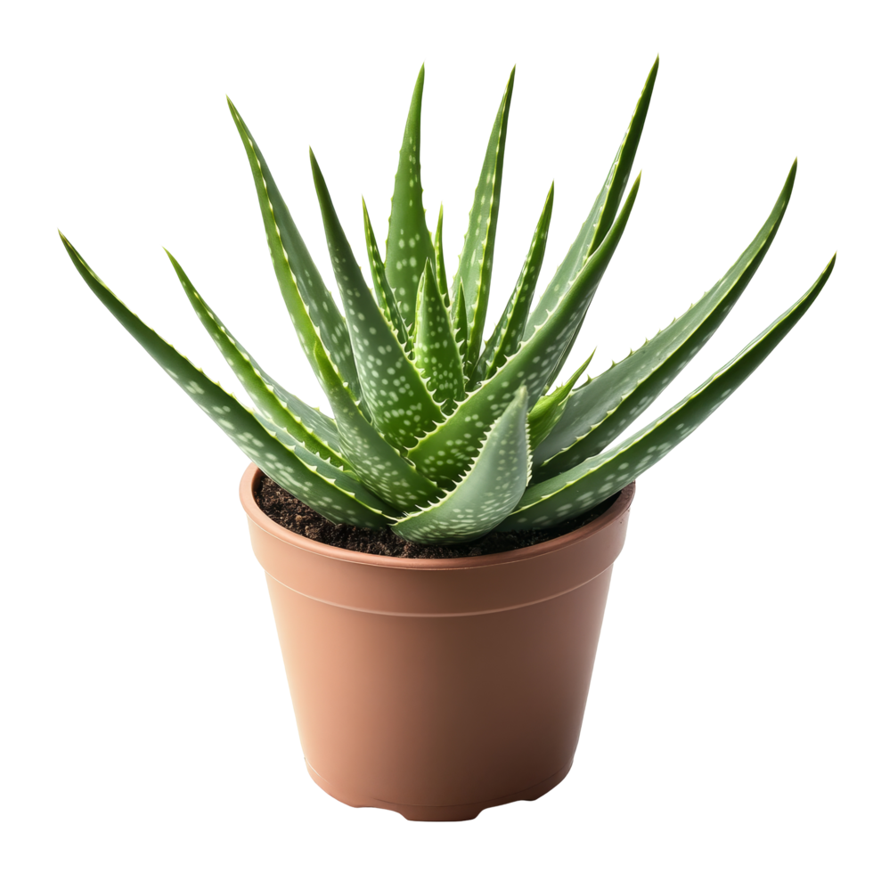 Aloe vera plant with unique curves displayed in a simple transparentcolored pot, Aloe vera plant with interesting curve isolated png