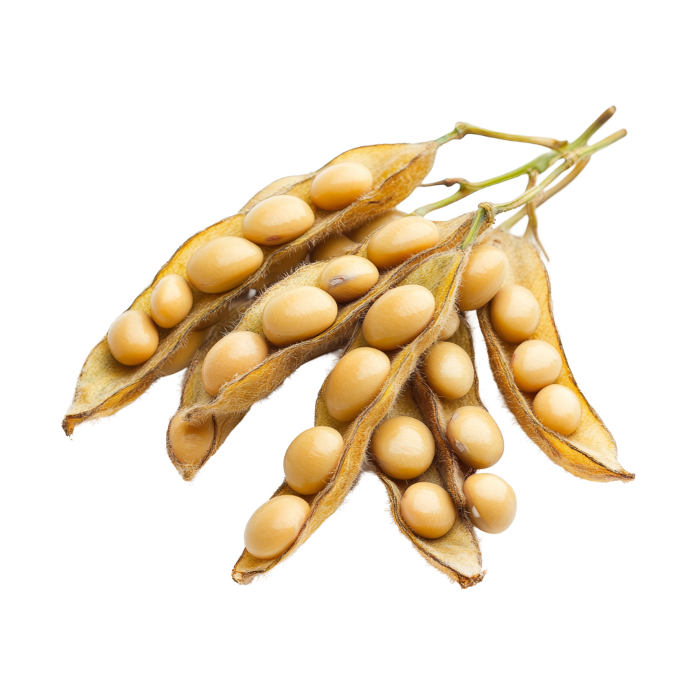 Freshly harvested soybean pods with seeds displayed against a clean transparent background, Soybean isolated png