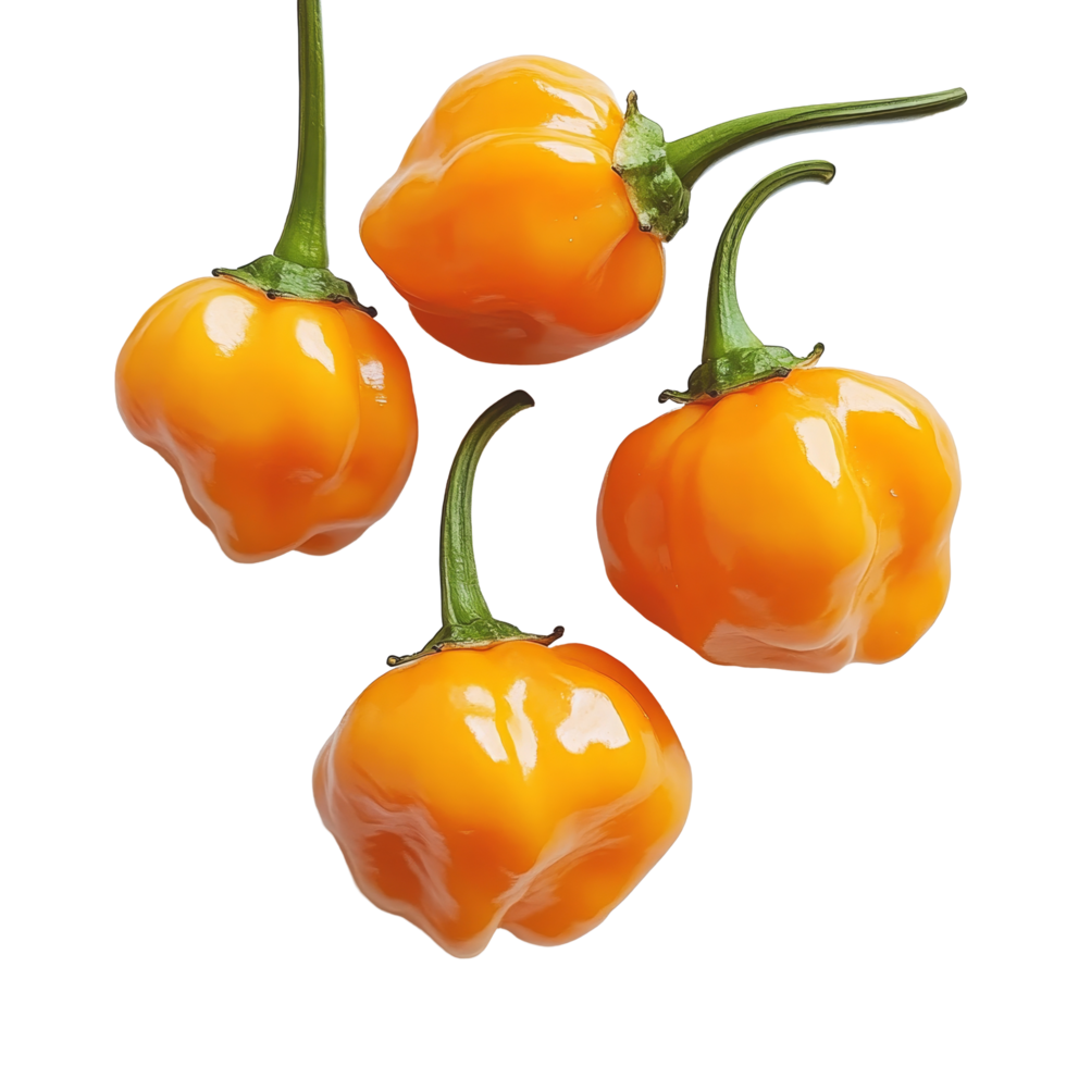 Fresh orange peppers on a clean transparent background showcasing their vibrant color and smooth texture, orange pepperscapsicum on transparent background png