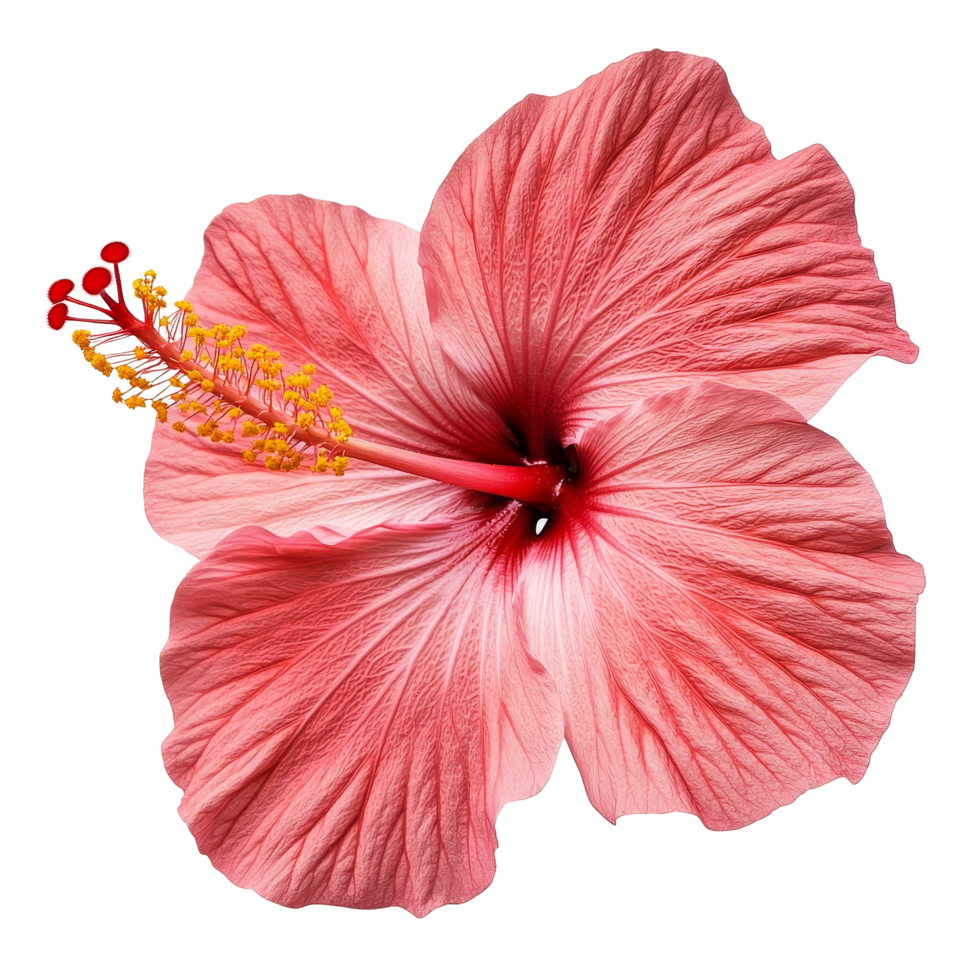 Beautiful hibiscus flower isolated on a transparent background showcasing its intricate details and vibrant colors, Hibiscus flower isolated on transparent background png