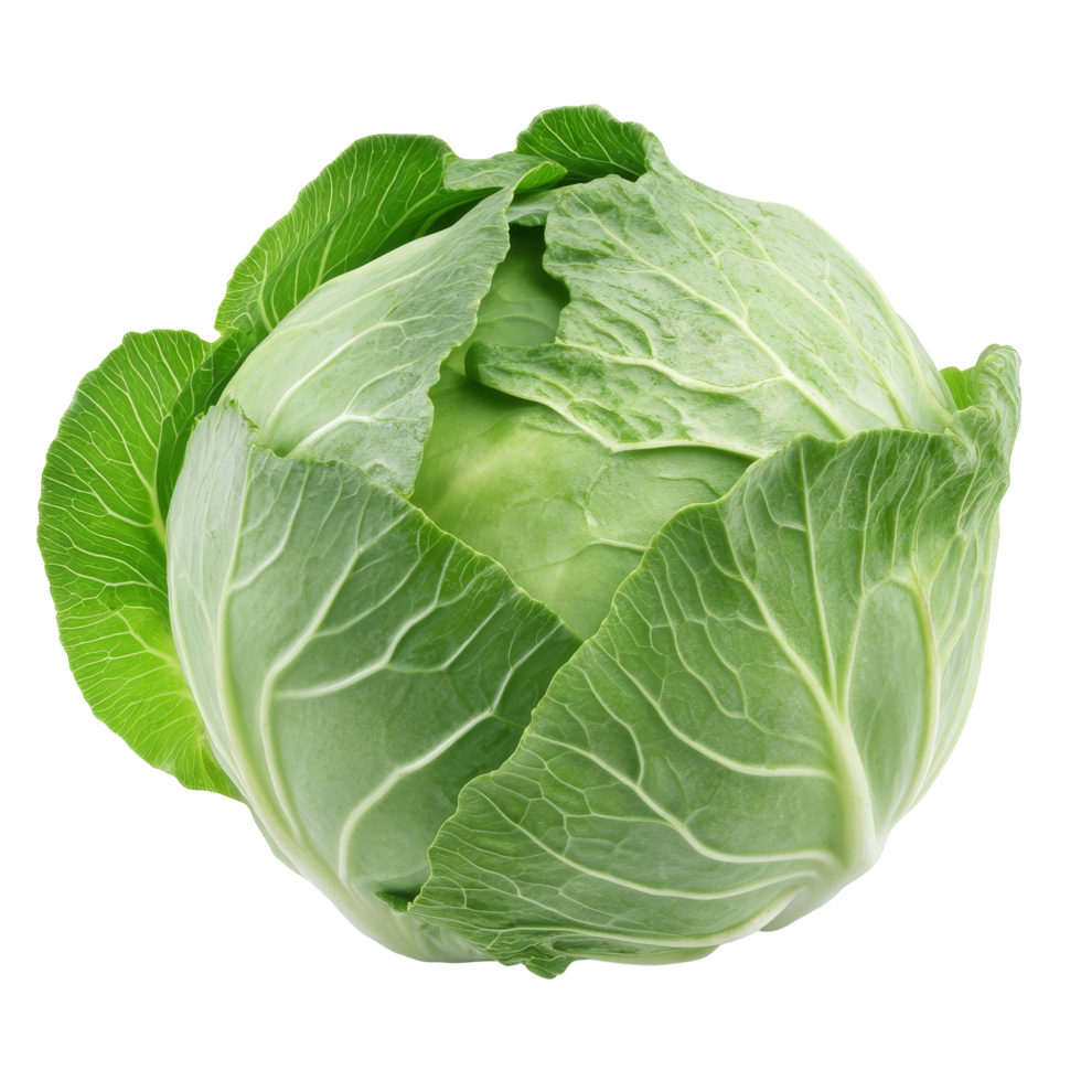 Fresh green cabbage on a clean transparent background highlighting its vibrant color and crisp texture, cabbage isolated on transparent background png