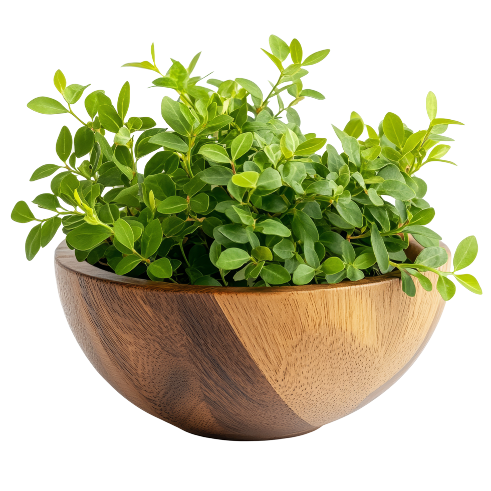 Fresh Zanthoxylum limonella leaves displayed in a wooden bowl against a clean transparent background, Zanthoxylum limonella in wood bowl isolated on transparent background png