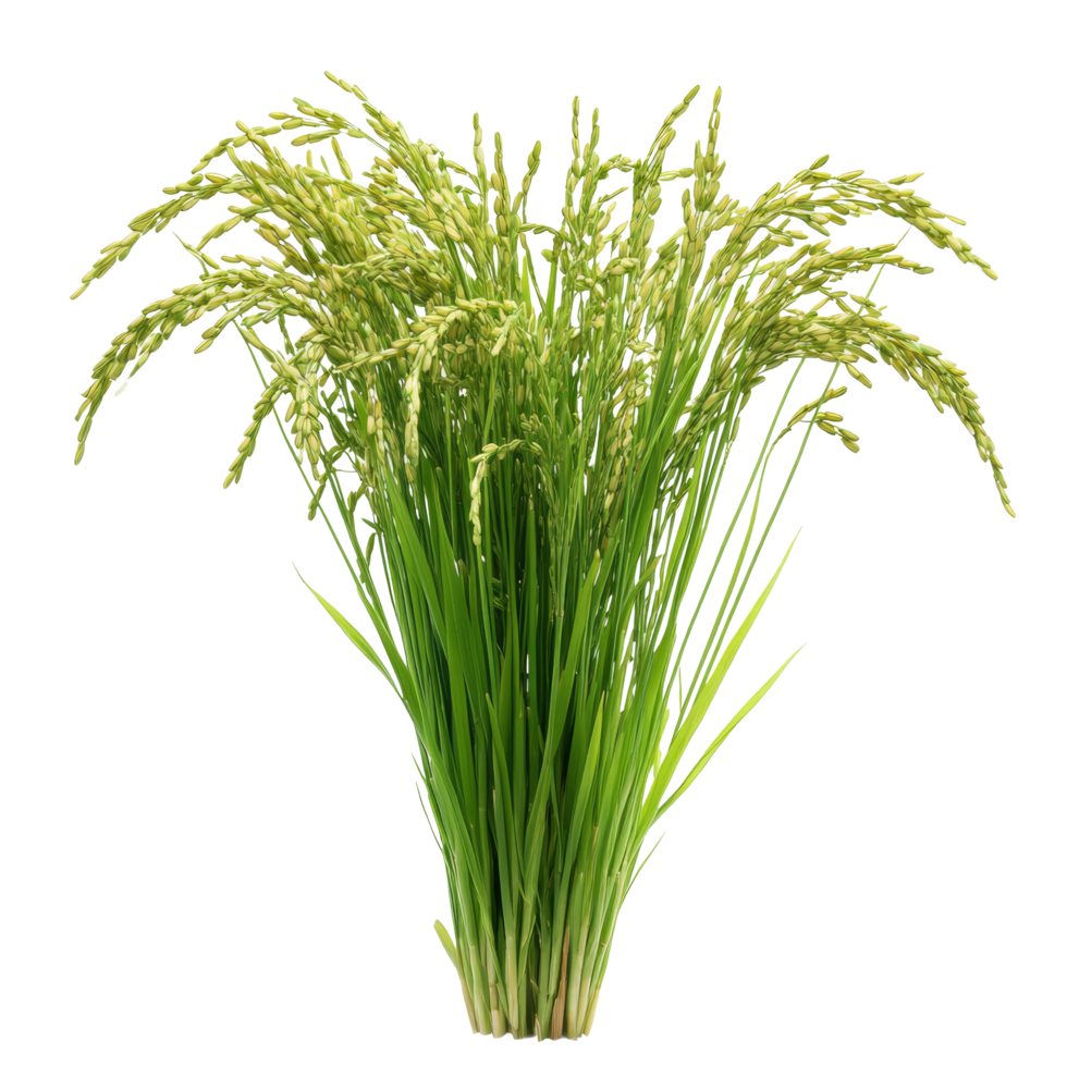 Fresh green rice plants isolated on a transparent background showcasing their natural beauty and healthy growth, Green rice plants isolated on transparent background png