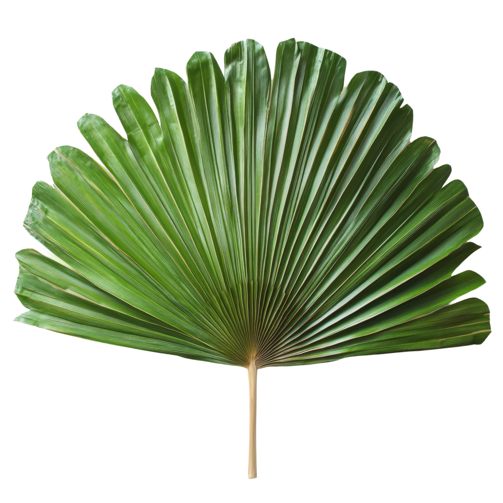 Fan crafted from palm leaves showcasing intricate design details on a transparent background, fan made from palm leaves on transparent backgroundfile png
