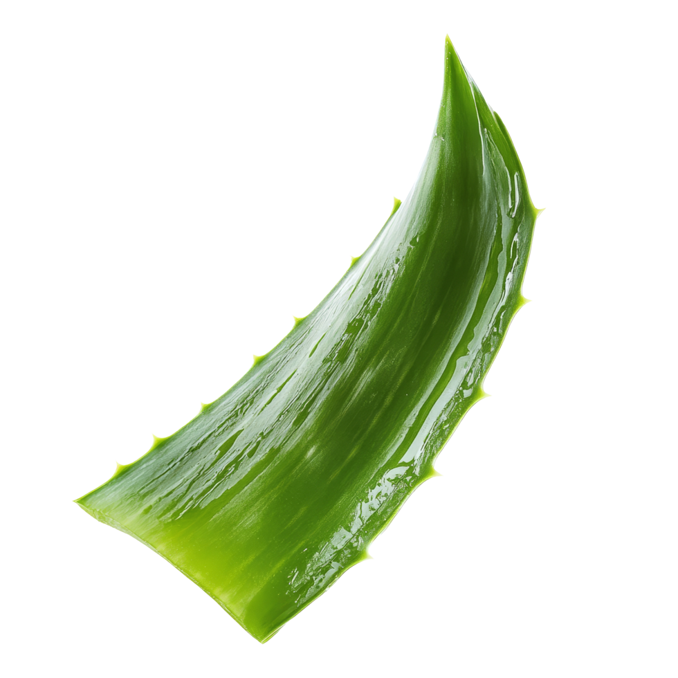 Fresh aloe vera leaf isolated on a transparent background showcasing its vibrant green color, aloe vera fresh leaf. isolated on transparent background png