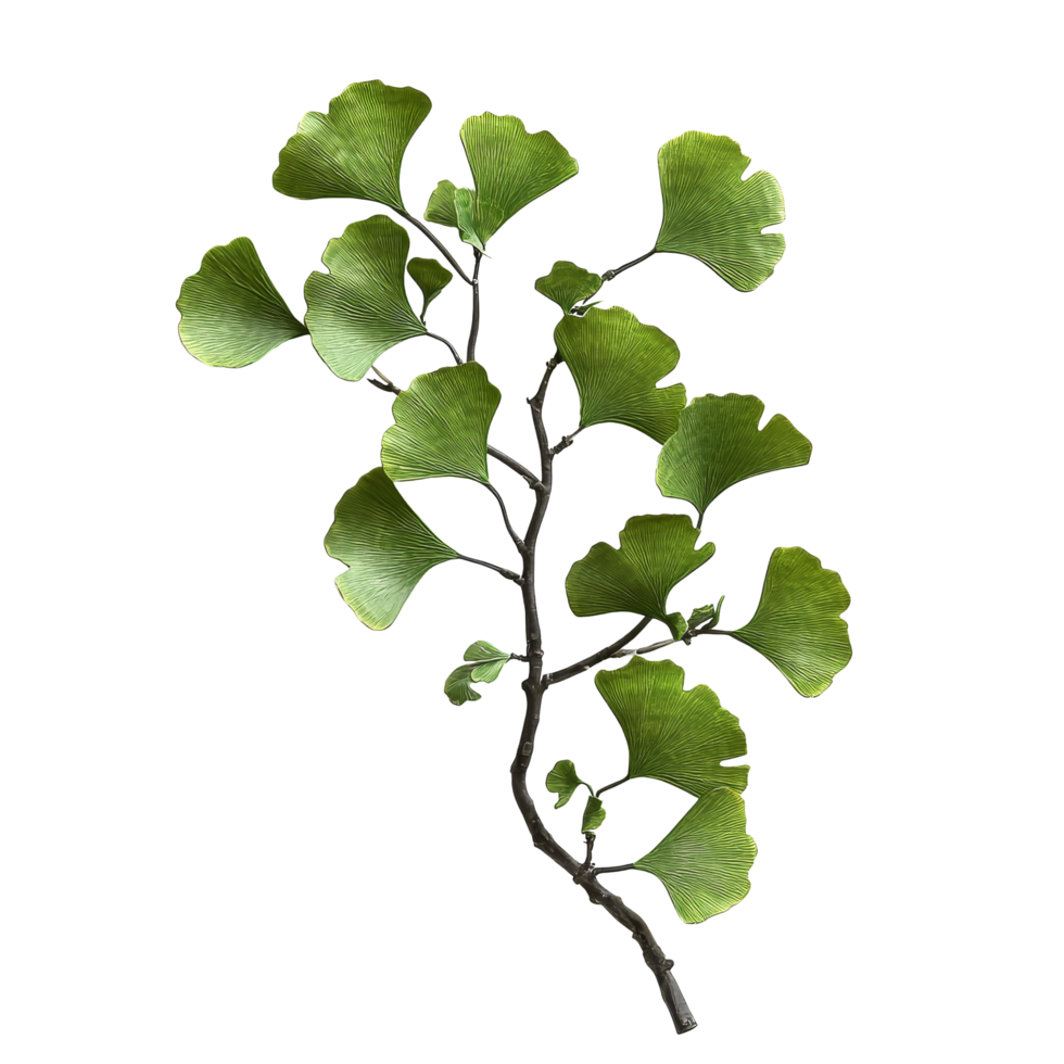 Ginkgo biloba branch with green leaves on a transparent background showcasing natural beauty and unique leaf structure, Ginkgo biloba plant branch on a transparent background png
