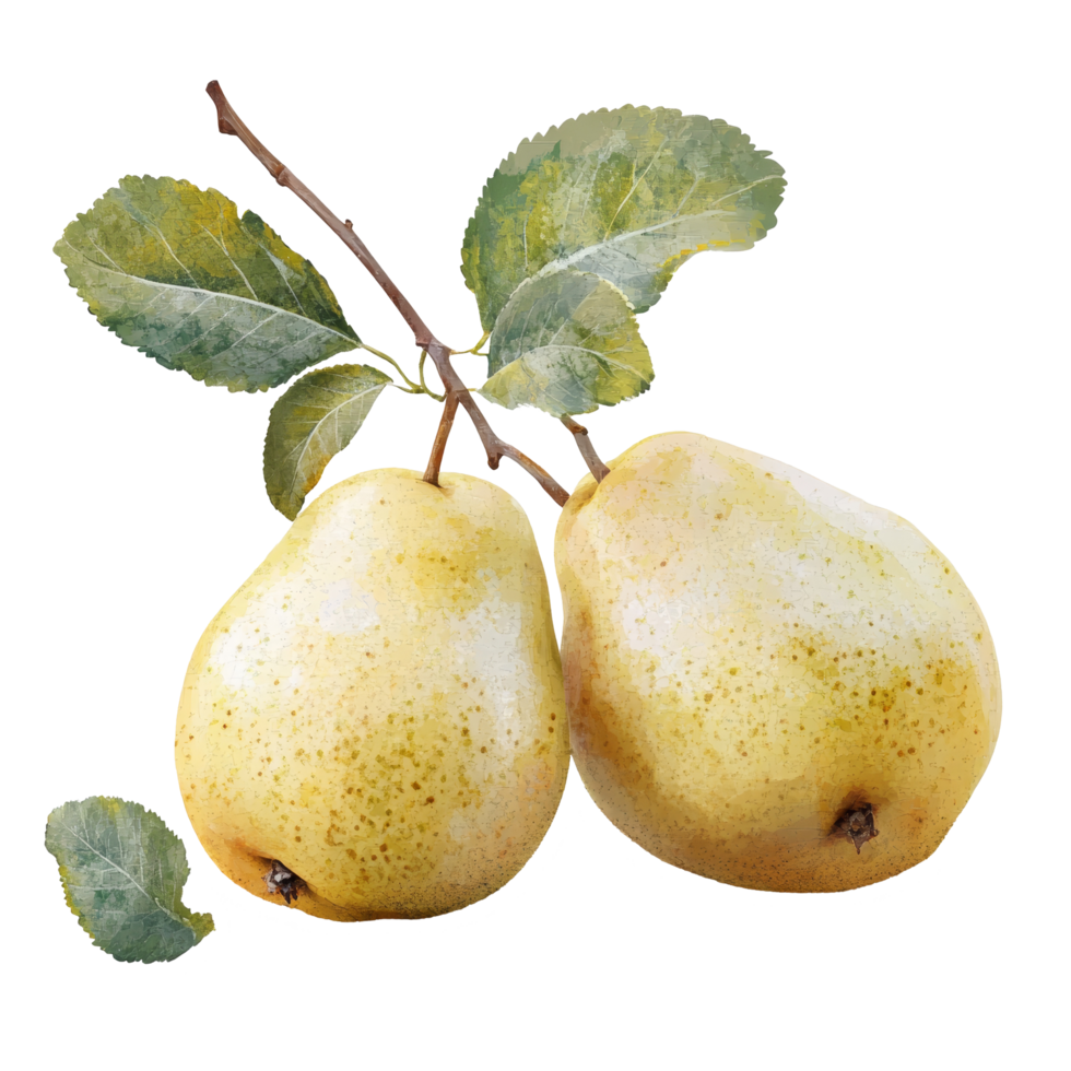 Freshly harvested snow pears with green leaves on a clear background ready for culinary use or decoration, Snow pear isolated on trransparent png
