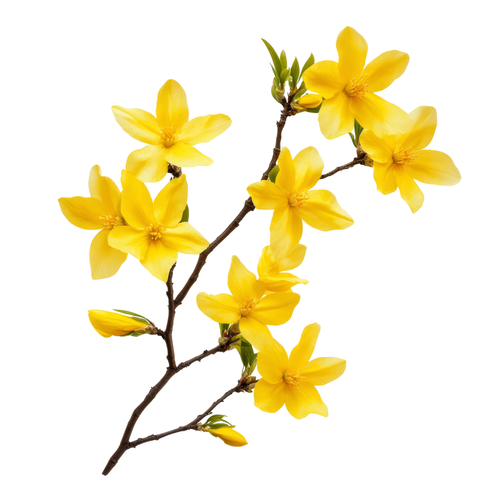 Bright forsythia flowers blooming on a branch against a clean transparent background in springtime, forsythia flowers isolated on transparent background png