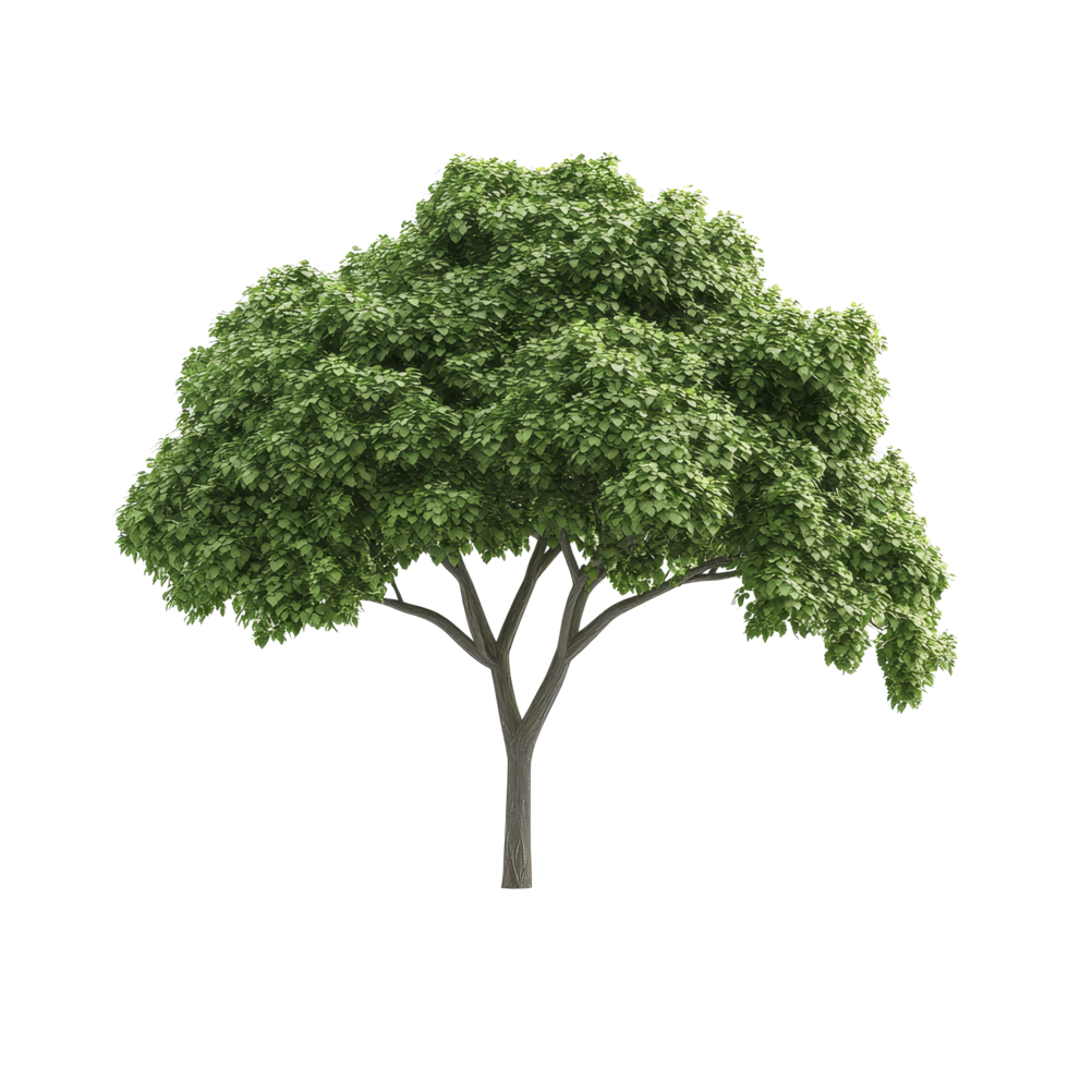 A tall green tree with lush foliage stands isolated on a transparent background, showcasing its natural beauty and symmetry, green tree flat 3d isolated on transparent background png