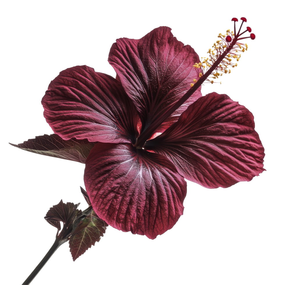 Stunning roselle hibiscus flower showcasing vibrant red petals against a clean transparent background, roselle hibiscus on transparent background png