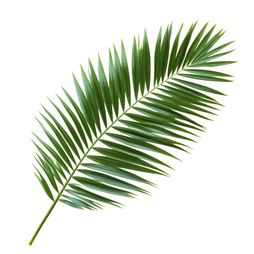 Isolated palm tree leaf on a transparent background showcasing vibrant green foliage details, Palm tree leaf isolated transparent background png