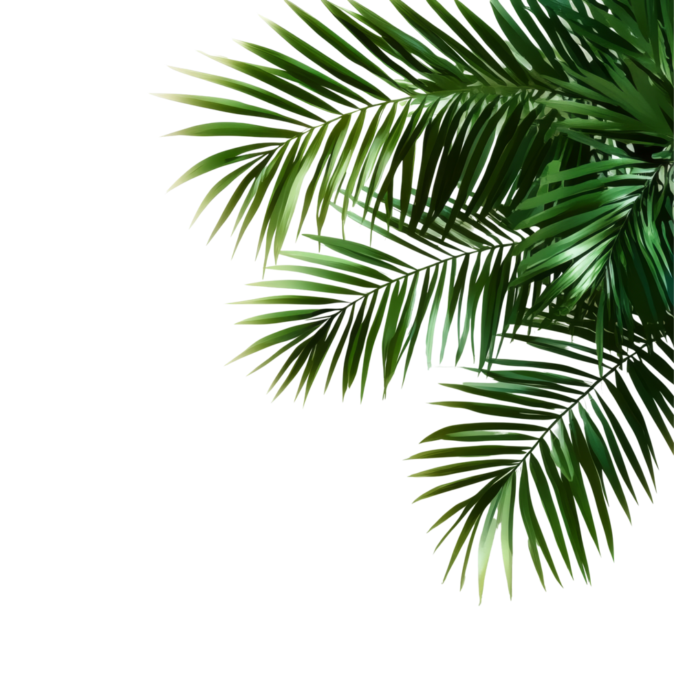 Green palm leaves casting shadows on a bright transparent background create a tropical and fresh ambiance, green palm leaves with shadow on transparent backgroundfile png