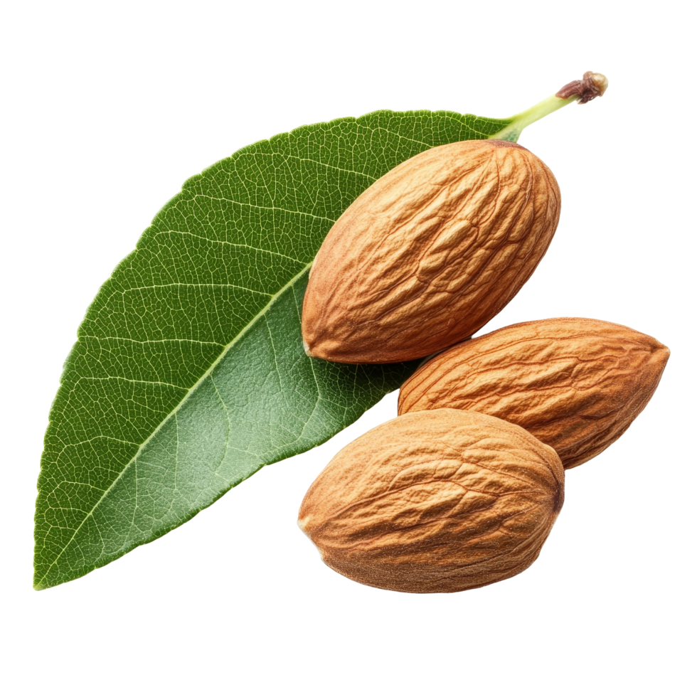 Fresh almonds with green leaf on a transparent background highlighting their natural features, almonds with leaf isolated on transparent background png