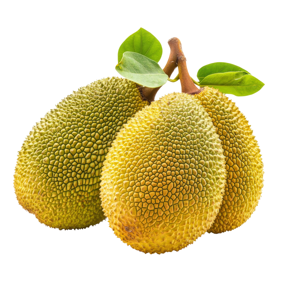 Ripe jackfruits with green skin and leaves isolated on a transparent background showcasing their unique texture and shape, ripe jack fruits isolated on transparent background png