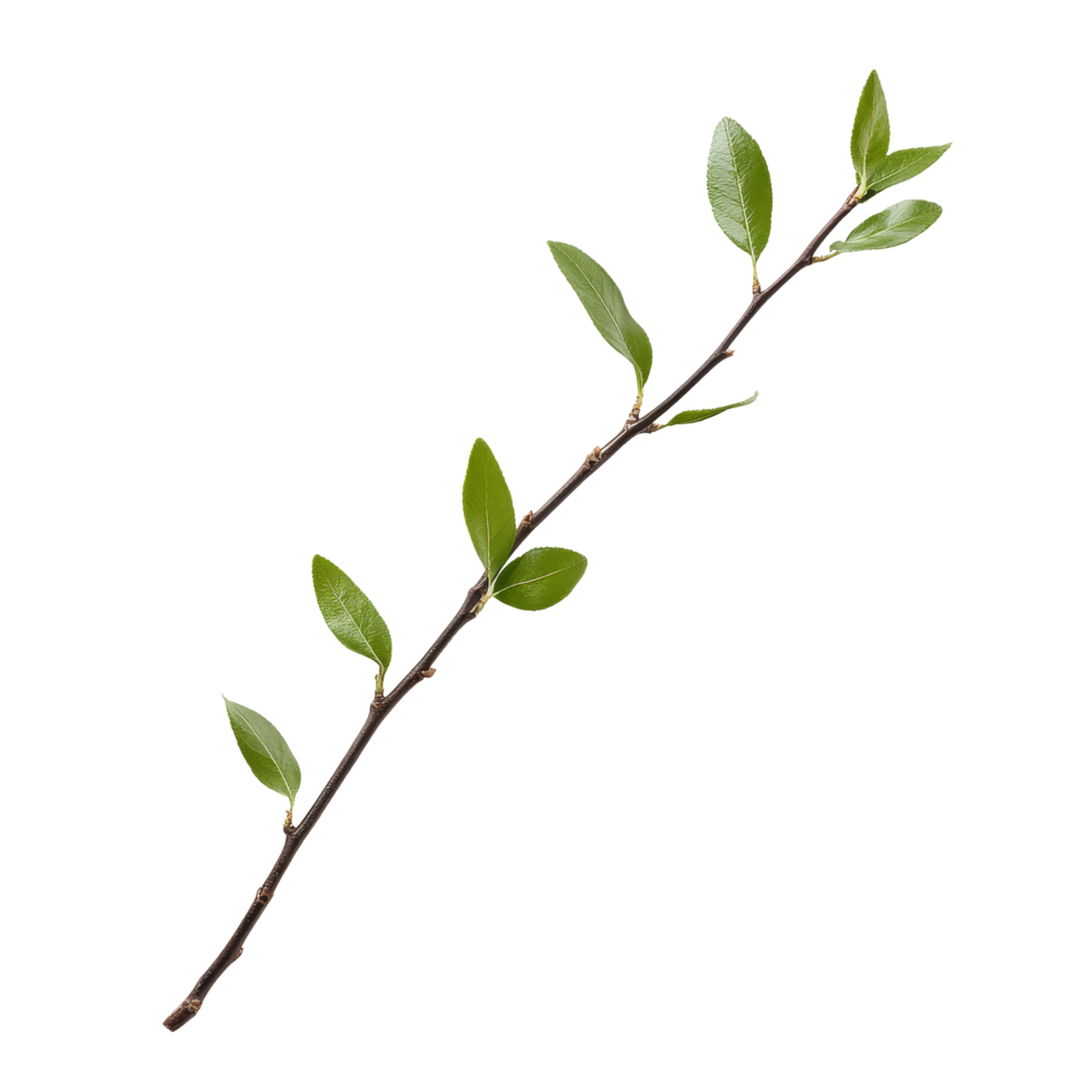 A green twig with fresh leaves isolated on a clean transparent background showcasing natures simplicity and beauty, green twig isolated on transparent background png