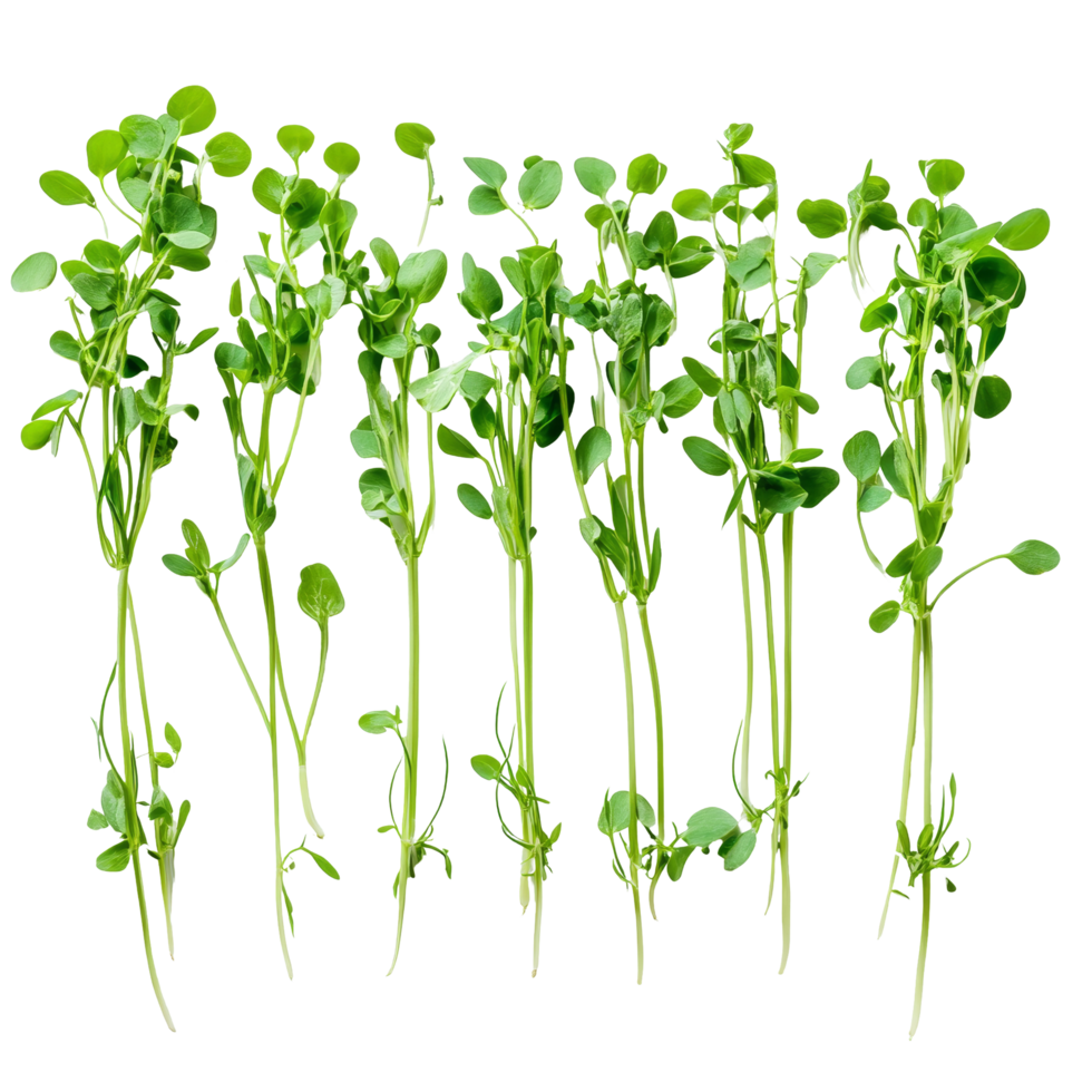 Fresh green pea sprouts displayed on a transparent background, highlighting their vibrant color and delicate structure, green pea sprouts on transparent background png