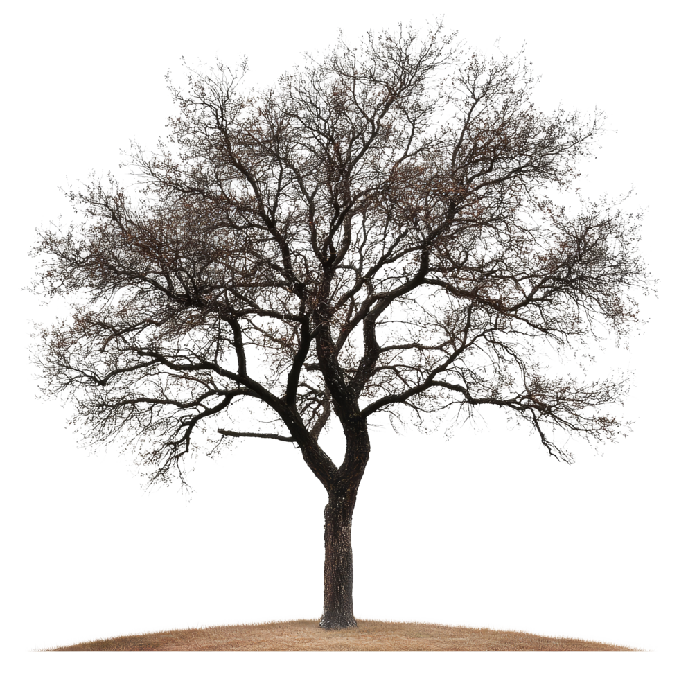 A solitary tree stands gracefully on a grassy knoll under a bright sky during the early hours of a tranquil day, tree isolated png