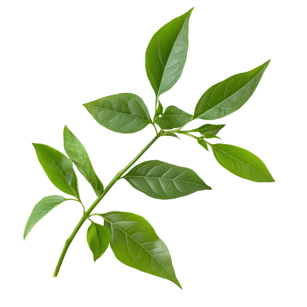Green leaves of Kariyat Andrographis paniculata displaying rich foliage on a plain background, Kariyat or Andrographis paniculata green leaves isolated on a transparent background png