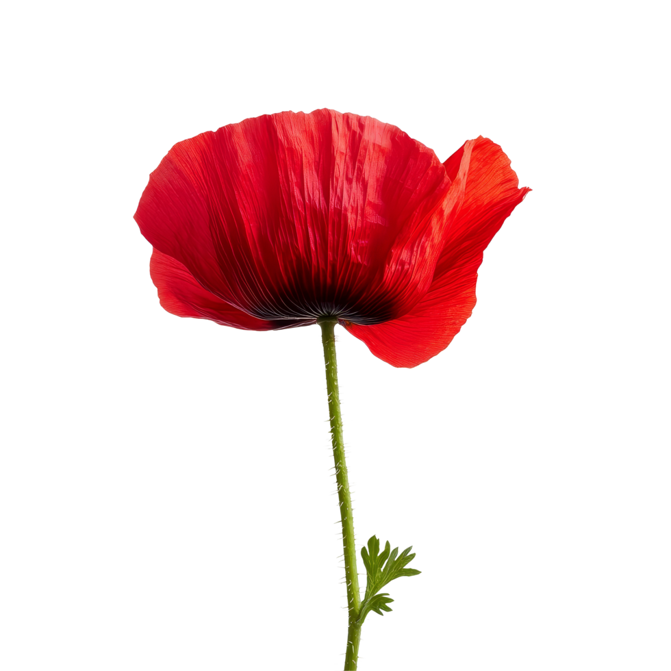 A vibrant red poppy flower standing tall on a transparent background showcasing its delicate petals and green stem, poppy flower isolated on transparent background png