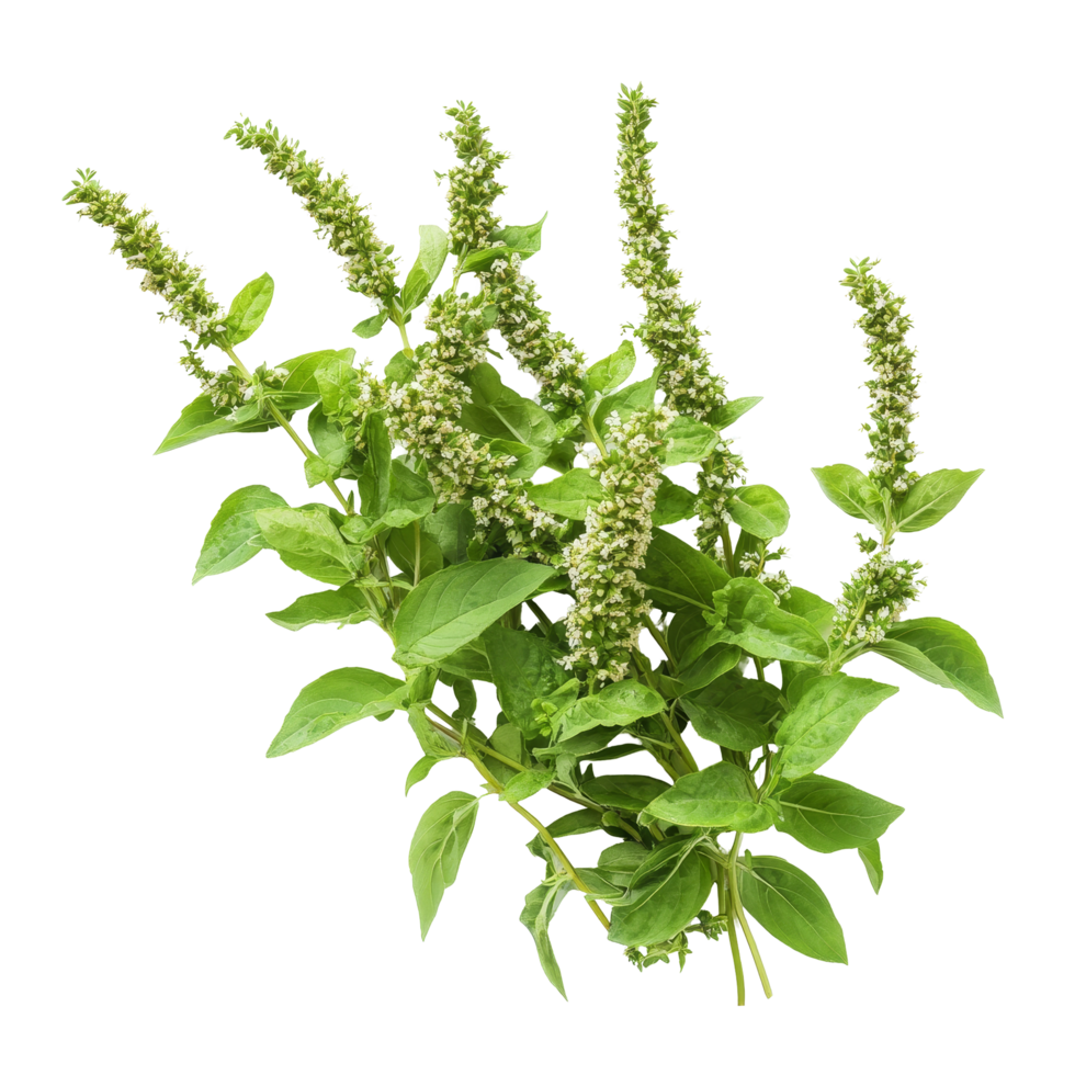 Fresh holy basil with delicate flowers on a clean transparent background showcasing its vibrant green leaves, Holy basil on transparent background png