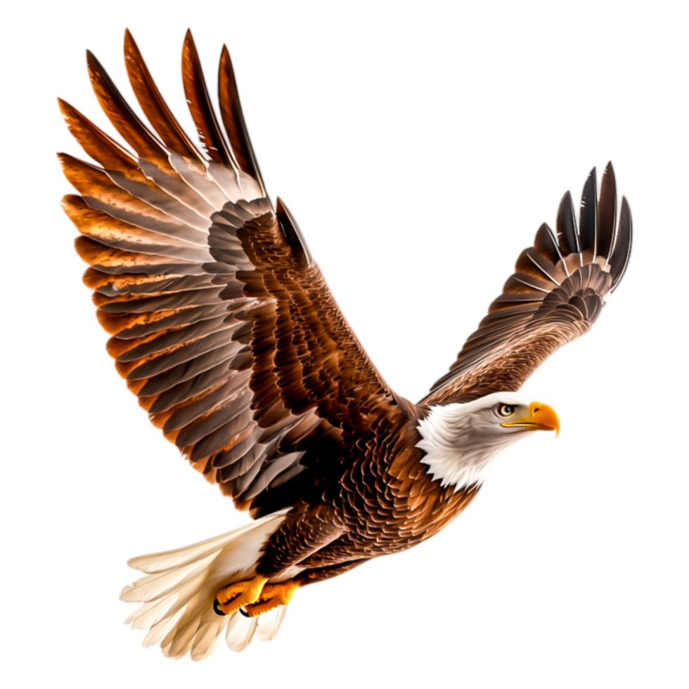 Majestic Eagle in Flight with Detailed Feather Patterns and Colors png