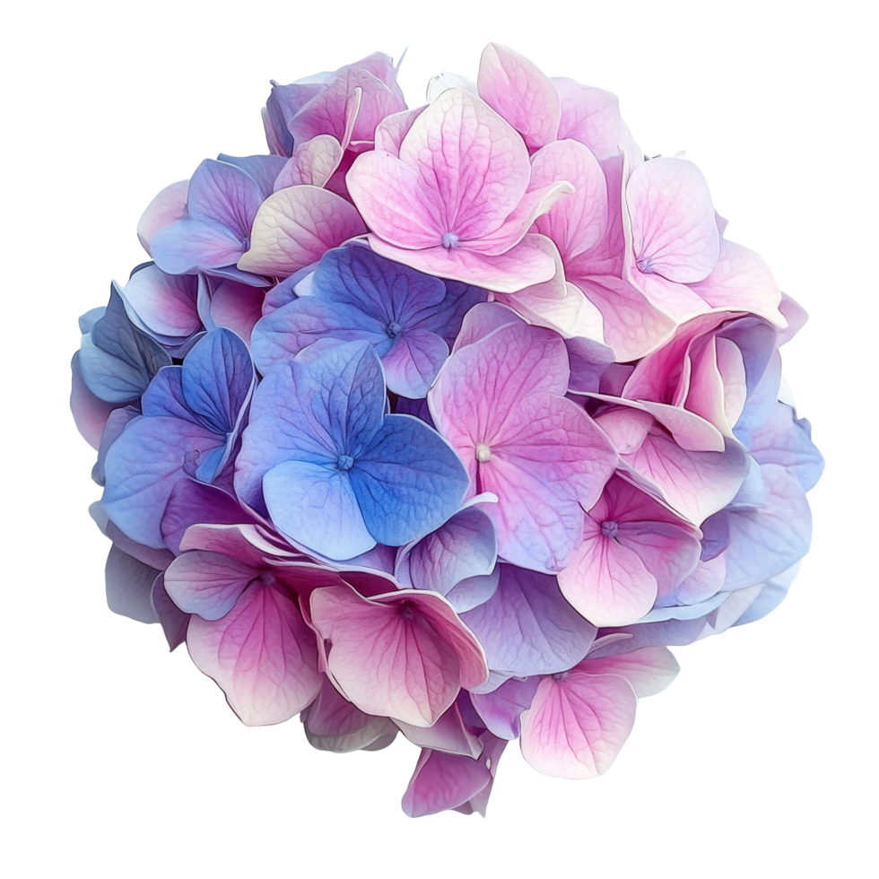 Beautiful hydrangea flowers showcasing delicate pink and blue hues isolated on a transparent background, hydrangea flowers isolated on transparent background png