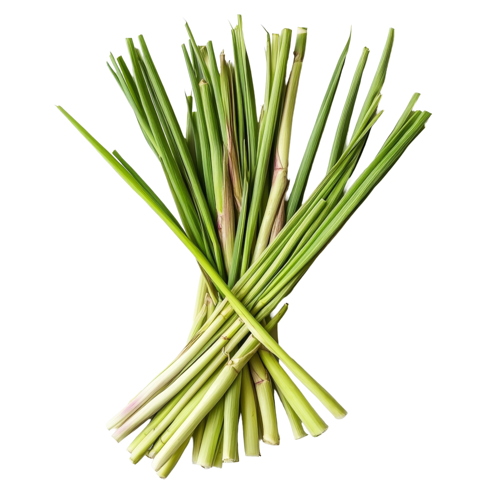 Fresh lemongrass stalks arranged neatly on a clean transparent background, showcasing their vibrant green color, Lemongrass on transparent background png