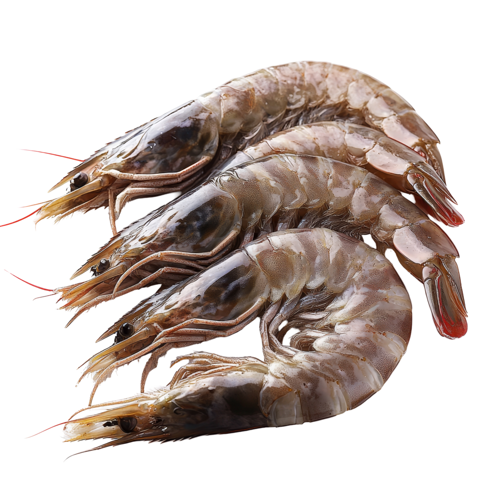 Fresh shrimp displayed against a clean transparent background showcasing their natural color and texture, Fresh shrimp on a transparent background png