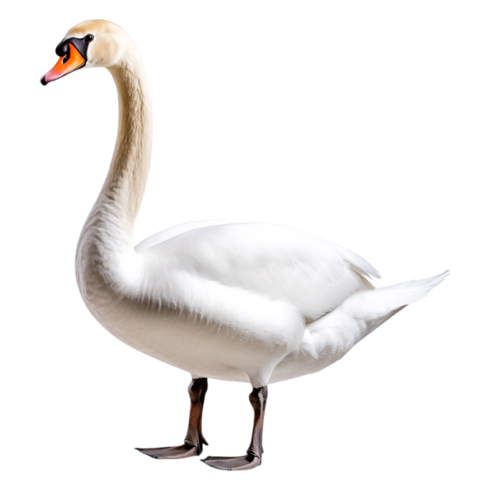 Graceful White Swan Standing Proudly Against a png