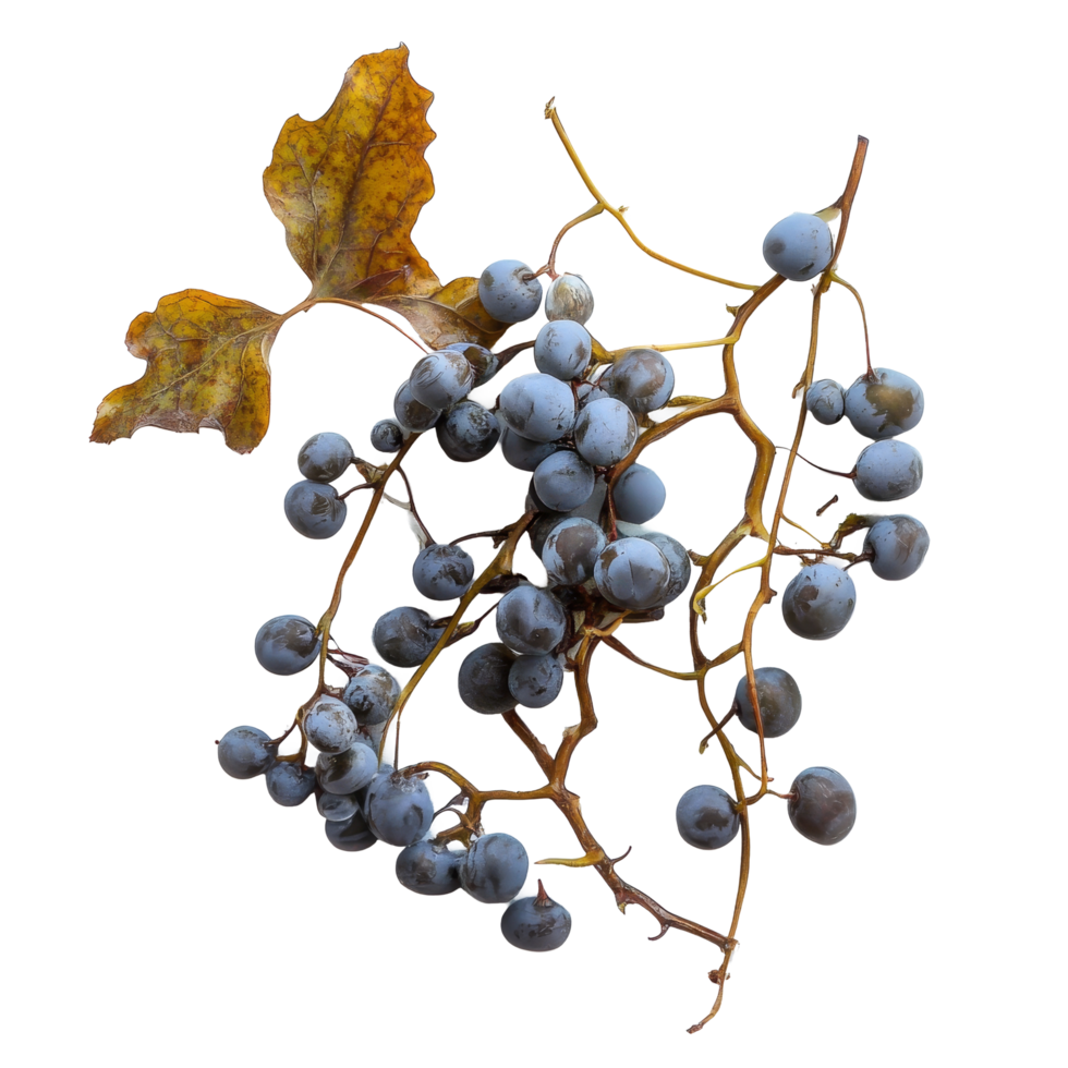 Sea grapes seaweed on a transparent background showcasing its unique texture and color, Sea grapes seaweed on transparent background png