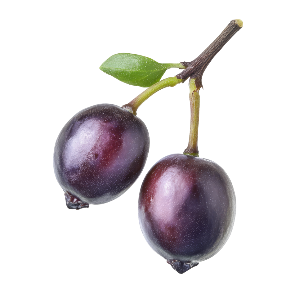 Thai blueberry fruit, Antidesma puncticulatum, depicted fresh with green leaves, Antidesma puncticulatum Thai Blueberry Fruit Mamao isolated on transparent background png