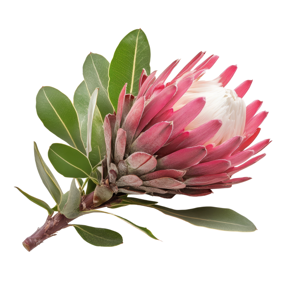 Stunning protea flower with vibrant pink and transparent petals on a clean transparent background, highlighting its natural beauty, protea flower isolated on transparent background png