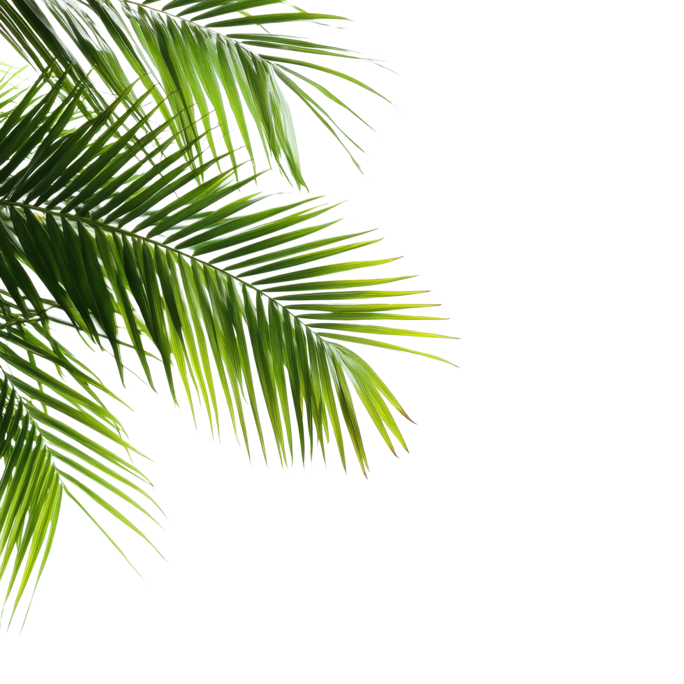 Vibrant green palm leaves gracefully arching against a bright transparent background, creating a tropical ambiance, Green leaves of palm tree on transparent backgroundfile png