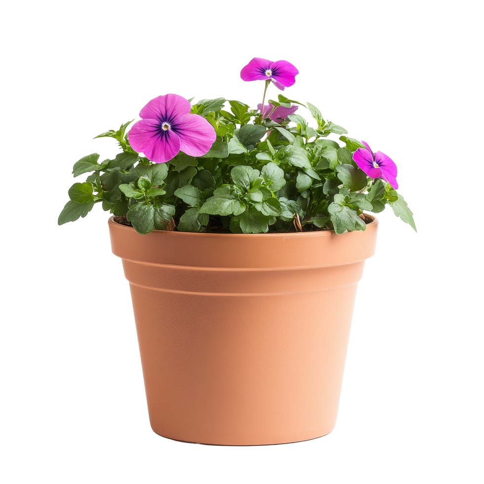 A vibrant flower pot with blooming purple pansies against a clean transparent background, flower pot on transparent background, png