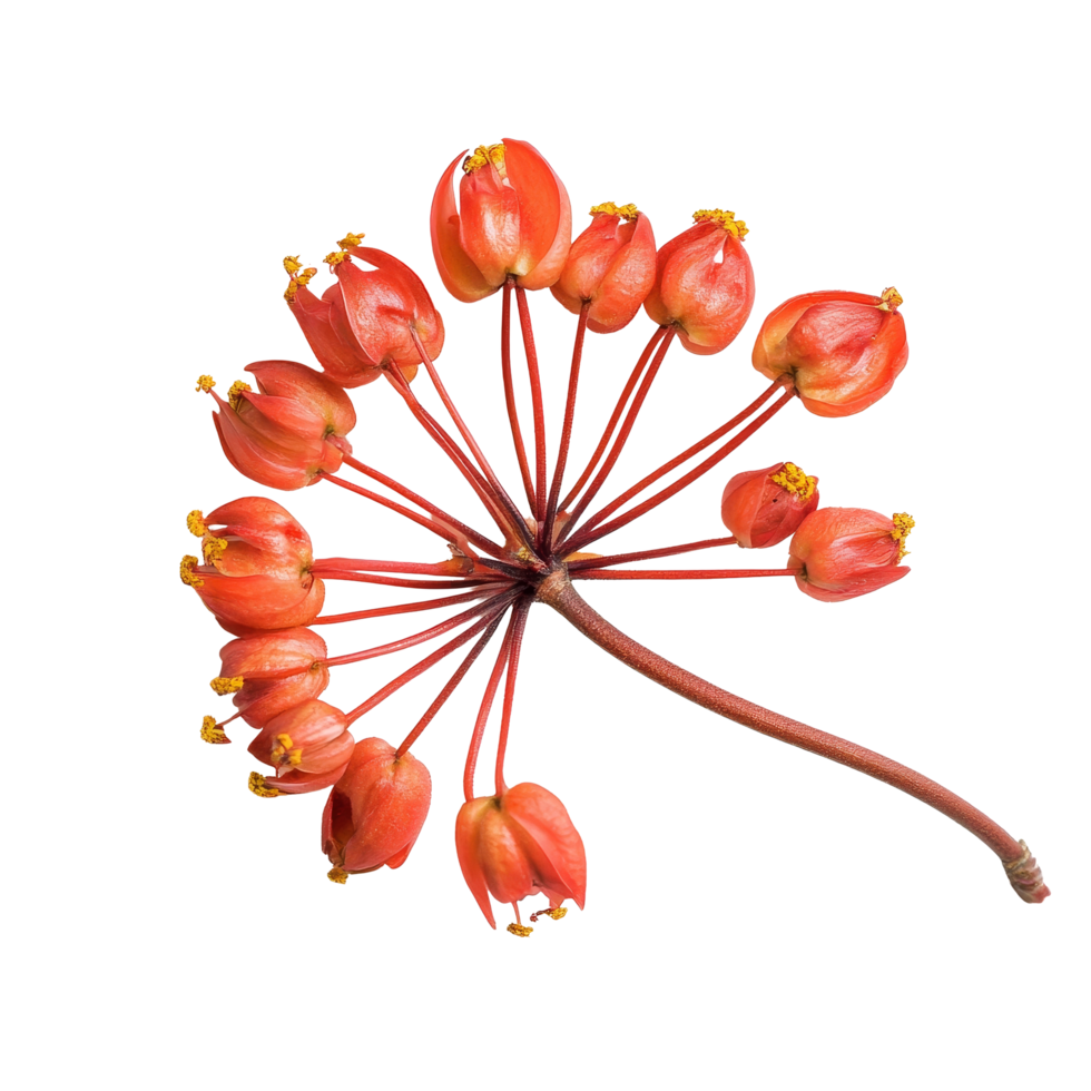 Elegant Dipterocarpus Alatus flower on a transparent background highlights its unique structure and colors, Dipterocarpus Alatus Flower on transparent background png