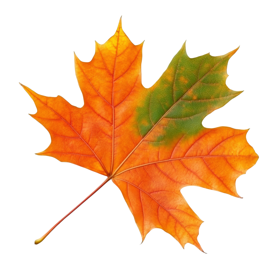 Beautiful isolated maple leaf showcasing vibrant autumn colors against a transparent background, Beautiful maple leave isolated transparent background png