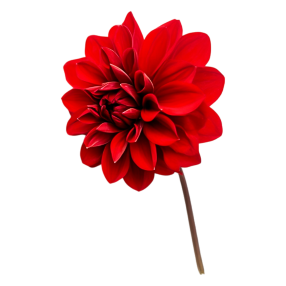 Vibrant Red Dahlia Flower Isolated on png