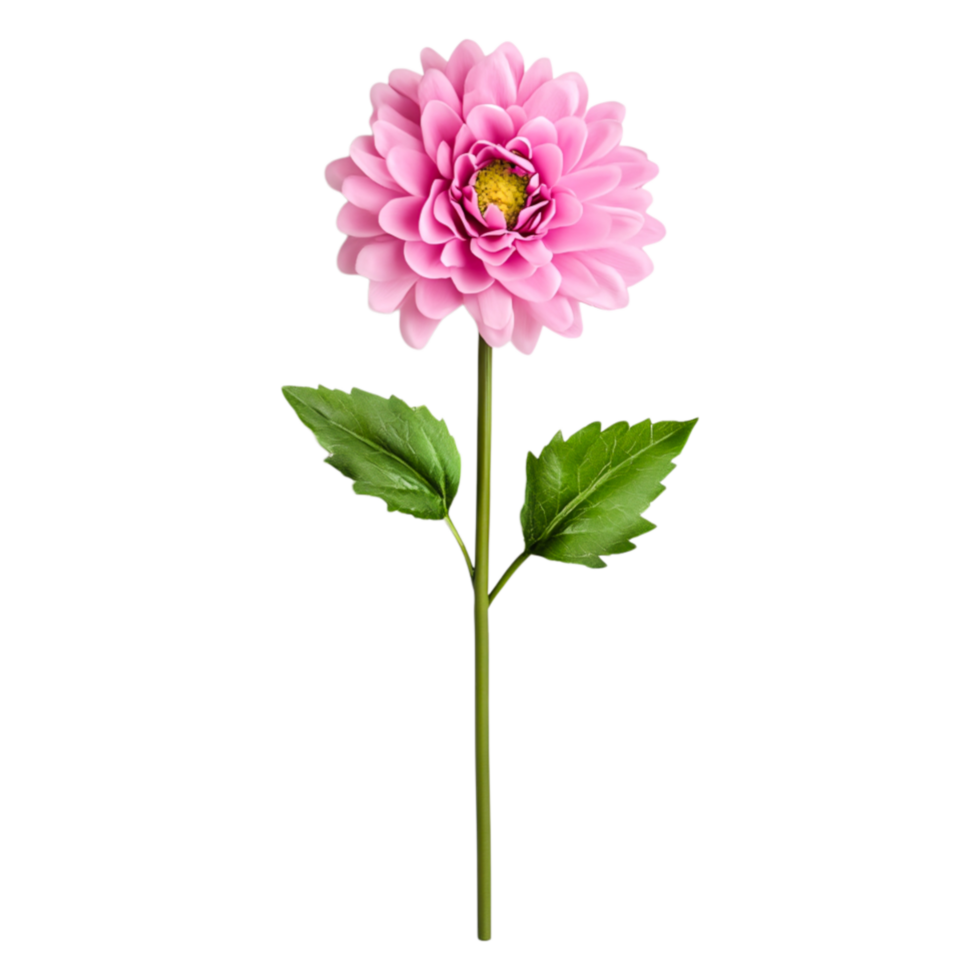 Beautiful Pink Flower with Green Stem Isolated on png