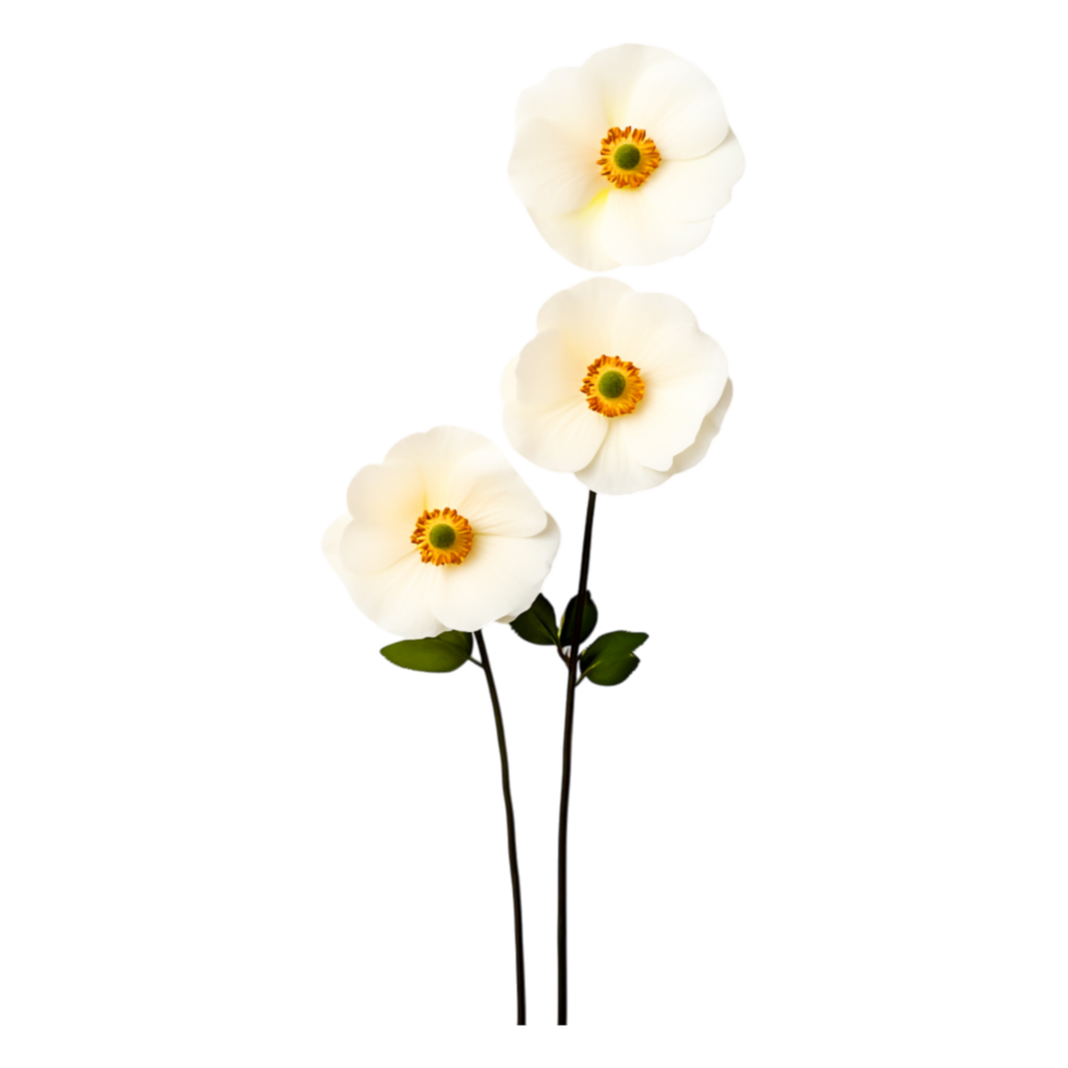 Delicate white flowers with yellow centers isolated on a dark background png