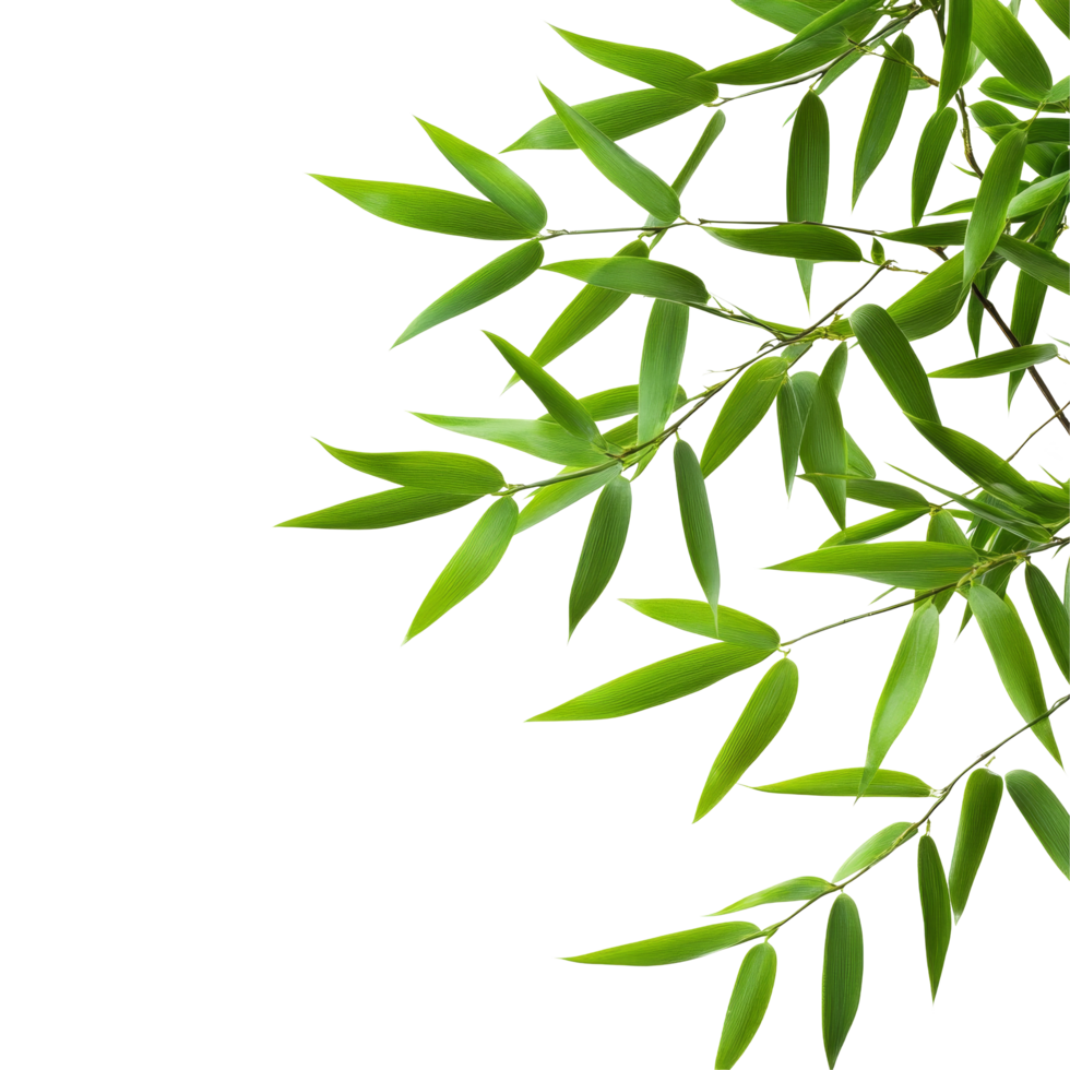 Bamboo leaves from a tropical plant isolated on a clean transparent background for design purposes, Bamboo leaves isolated on transparent backgroundfile png
