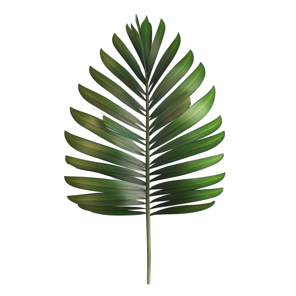 Tropical palm leaf isolated on a plain background showcasing its vibrant green hues and intricate leaf structure, tropical palm leaf isolated png