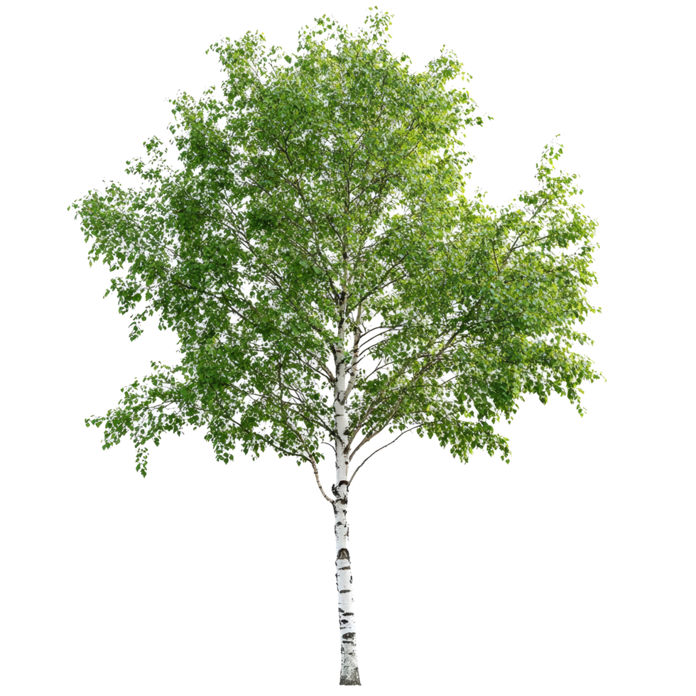 Lush summer green birch tree isolated on a transparent background showcasing vibrant leaves and slender trunk, Summer green birch tree, file of isolated object on transparent background png