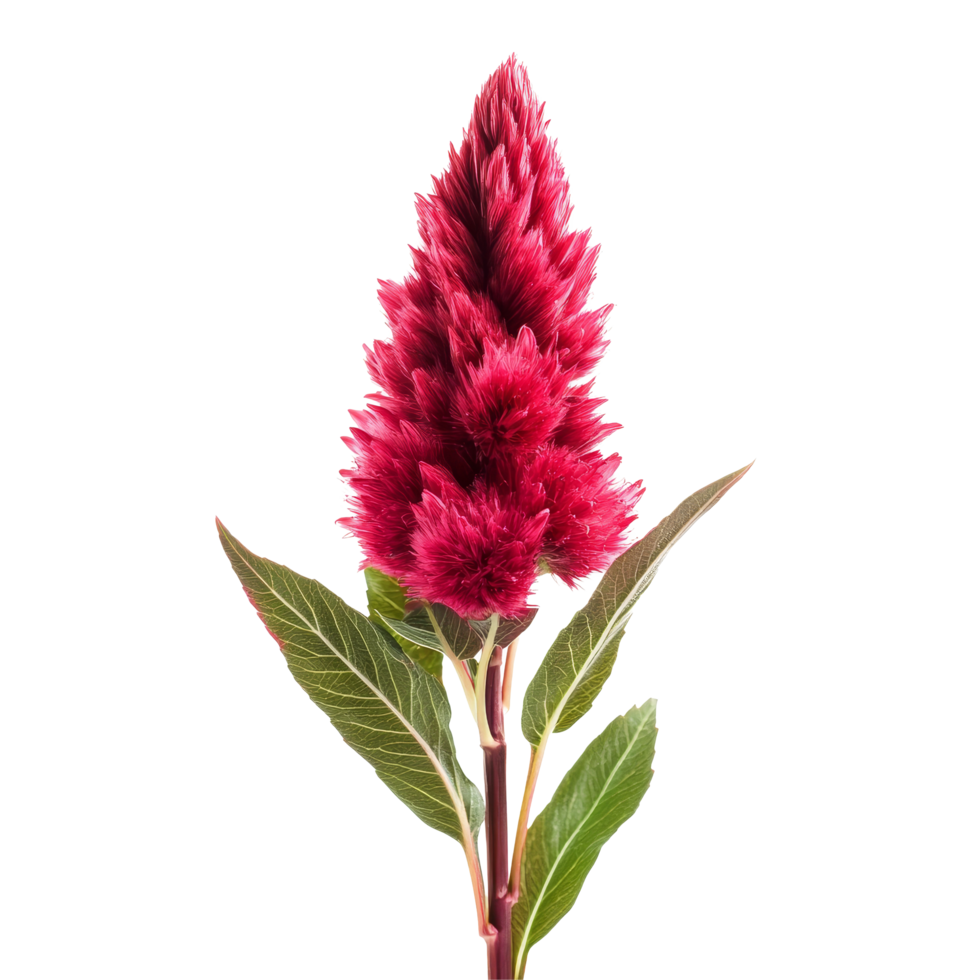 A vibrant celosia flower in full bloom against a clean transparent background showcasing its unique texture and color, celosia flower isolated on transparent background png