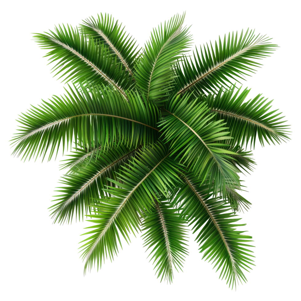 Vibrant green palm tree leaves isolated on a transparent background for tropical decor and design inspiration, leaves of palm tree isolated on transparent backgroundfile png