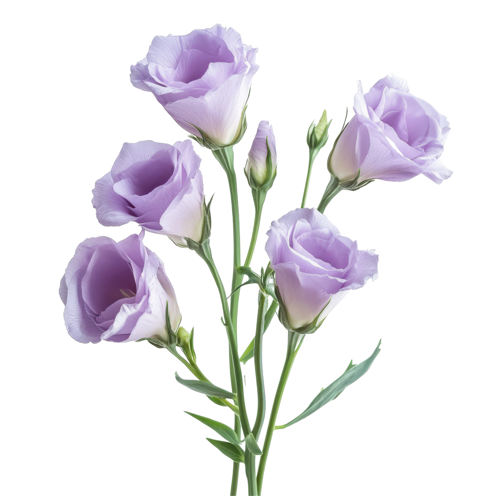 Delicate lisianthus flowers in soft lavender hues arranged on a transparent background for a fresh, elegant look, lisianthus flowers isolated on transparent background png