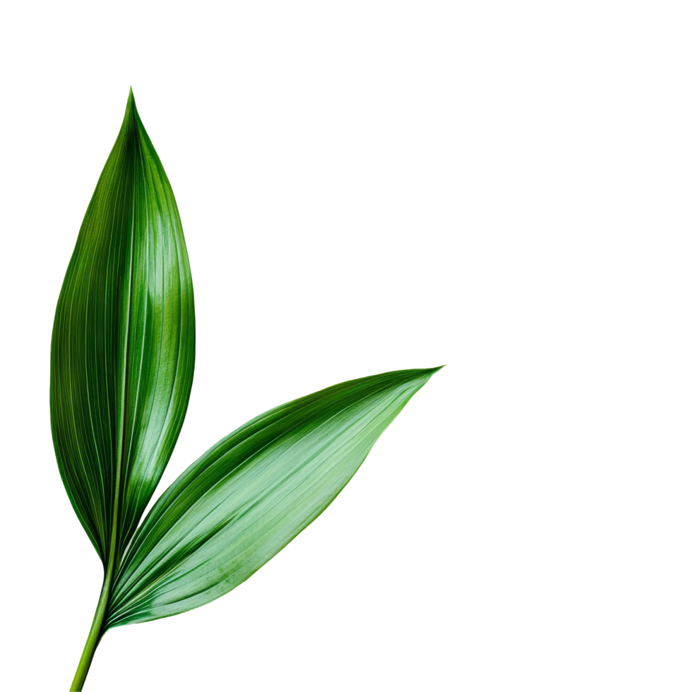 Green lily leaf resting on a clean transparent background, showcasing its vibrant texture and elegant shape, green lily leaf on transparent backgroundfile png