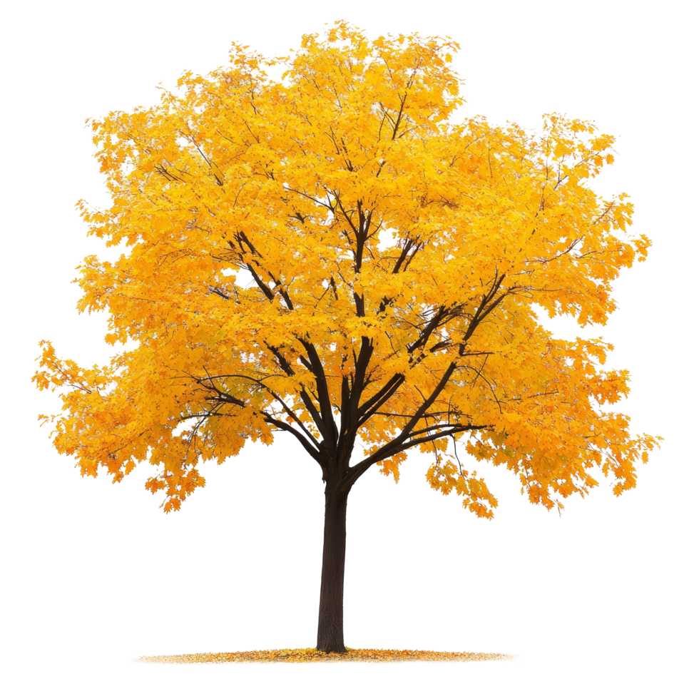 A vibrant yellow maple tree stands out beautifully against a transparent background, showcasing autumns rich colors, Maple tree isolated, transparent background png